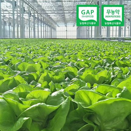 Premium European Salad Mixed Vegetables 1kg (3-6 Random Varieties)