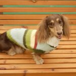 Handmade Wiener Dog Sweater Apple Green Stripe Clothes for Small Mid Badger Dogs Soft Knit Coat Jumpsuit for Dachshund Dogs (New)